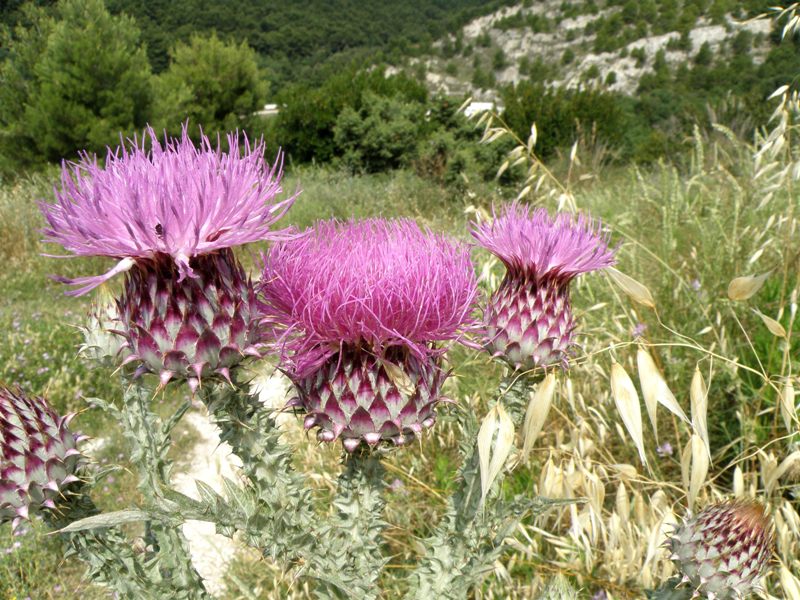 Carduus nutans e Onopordum illyricum
